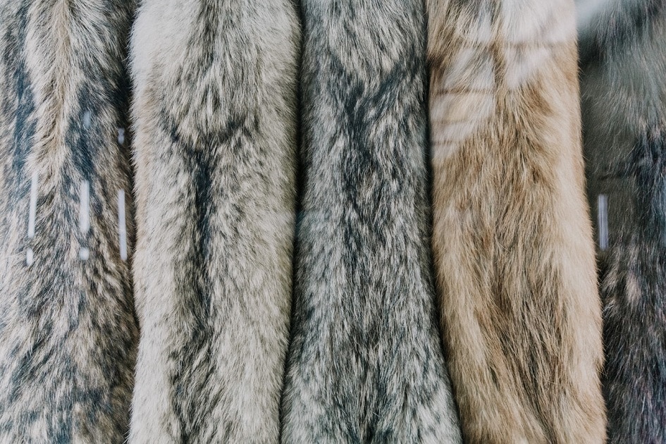 Chinchilla and Fox Furs: The Next Fashion Trend